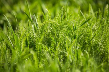 Baharda güzel, taze, yeşil çimenler. Güneşli bir günde bahçe çimi. Bir çimin yakın çekim.