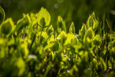 Güneşli bir bahar gününde güzel, yeşil, taze yapraklar. Bahçede yeşil yaprakların kapatılması.