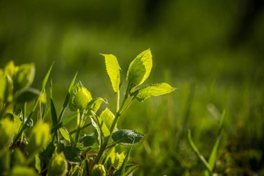 Güneşli bir bahar gününde güzel, yeşil, taze yapraklar. Bahçede yeşil yaprakların kapatılması.