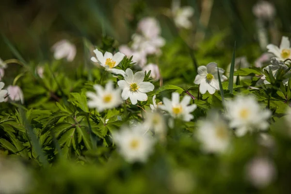 Belles Fleurs Anémone Sauvage Poussant Dans Gradin Fleur Printanière Forêt — Photo