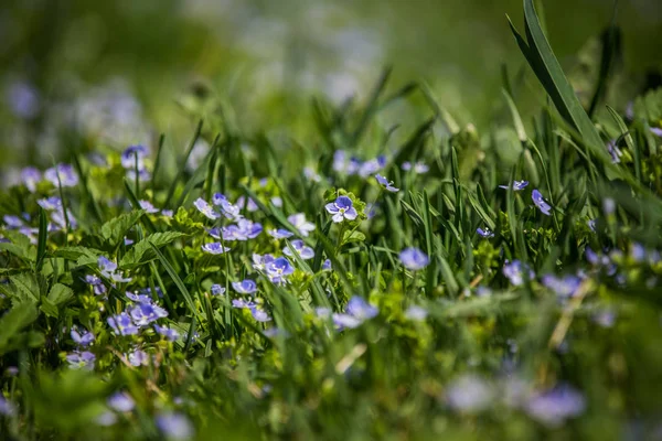 Vackra Små Blå Blommor Blommar Gräset Våren Vårblommor Trädgården — Stockfoto