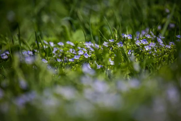 Schöne Kleine Blaue Blüten Die Frühling Gras Blühen Frühlingsblumen Garten — Stockfoto