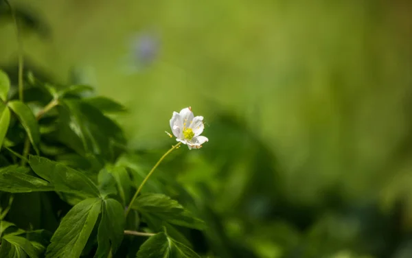 Schöne Wilde Anemonenblüten Die Einem Graden Wachsen Frühlingsblume Wald Nahaufnahme — Stockfoto