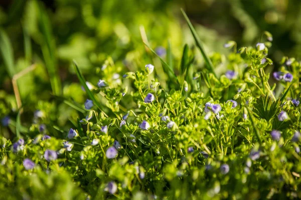 Schöne Kleine Blaue Blüten Die Frühling Gras Blühen Frühlingsblumen Garten — Stockfoto