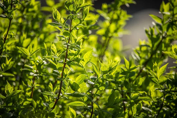 Prachtige Takken Van Een Cydonia Bush Het Voorjaar Oranje Cydonia — Stockfoto