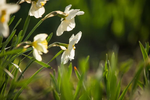 Beautidul Witte Narcissen Bloeien Lente Tuin Zonnige Dag — Stockfoto