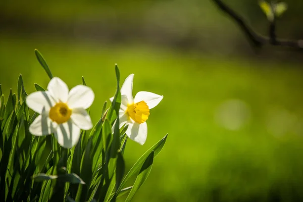 Schöne Weiße Narzissen Blühen Frühlingsgarten Sonniger Tag — Stockfoto