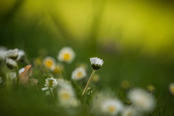 草の中に垂れ下がる美しい一般的なヒナギク 庭でヒナギクを咲かせます 草の中の小さな春の花 — ストック写真