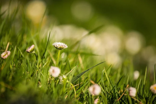 Schöne Gänseblümchen Die Gras Ertrinken Blühendes Gänseblümchen Garten Kleine Frühlingsblumen — Stockfoto