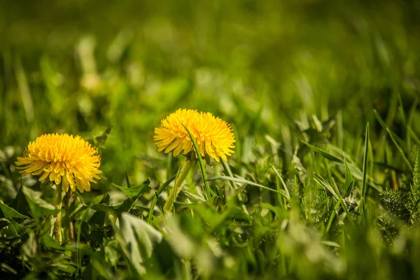 Schön Wenn Essbare Löwenzahne Gras Wachsen Frühlingsblumen Garten Nahaufnahme Eines — Stockfoto