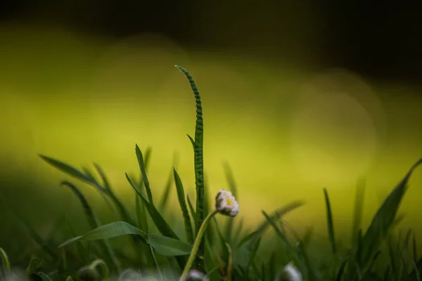 Bella Fresca Erba Verde Primavera Giardino Erba Una Giornata Sole — Foto Stock