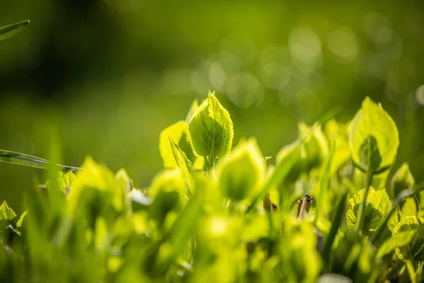 Güneşli Bir Bahar Gününde Güzel Yeşil Taze Yapraklar Bahçede Yeşil — Stok fotoğraf
