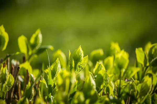 Krásné Zelené Čerstvé Listí Slunečného Dne Closeup Zelených Listů Zahradě — Stock fotografie