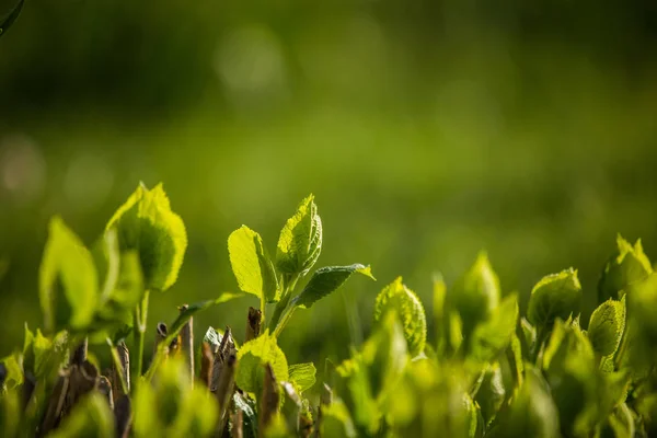 Foglie Belle Verdi Fresche Una Soleggiata Giornata Primaverile Primo Piano — Foto Stock