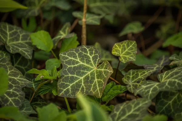 Όμορφα Πράσινα Φρέσκα Φύλλα Μια Ηλιόλουστη Μέρα Της Άνοιξης Κοντινά — Φωτογραφία Αρχείου