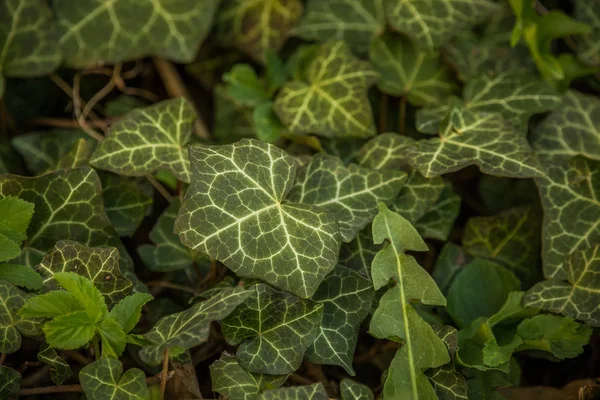 Vackra Gröna Fräscha Löv Solig Vårdag Närbild Grön Löv Trädgården — Stockfoto