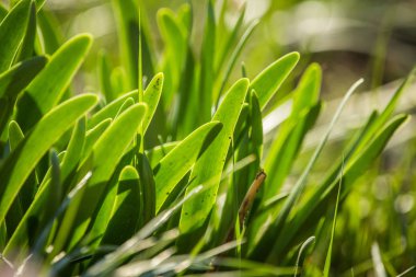 Bir bahar soğan güzel yeşil yaprakları. Bir derecedeki baharatlar. Güneşli bir günde bahçede yetişen bahar soğanı.