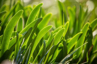 Bir bahar soğan güzel yeşil yaprakları. Bir derecedeki baharatlar. Güneşli bir günde bahçede yetişen bahar soğanı.