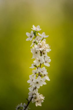 Baharda güzel, beyaz bir erik çiçekleri. Güneşli bir günde çiçek açan erik ağacı. Parlak bahar manzarası.