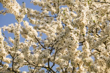 Baharda güzel, beyaz bir erik çiçekleri. Güneşli bir günde çiçek açan erik ağacı. Parlak bahar manzarası.