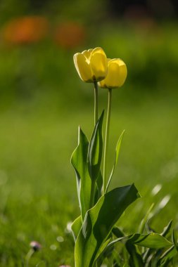 Bir bahar bahçesinde büyüyen kırmızı ve sarı laleler beautifl. Güneşli günde bahar çiçekleri.