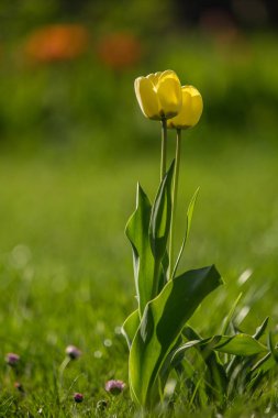 Bir bahar bahçesinde büyüyen kırmızı ve sarı laleler beautifl. Güneşli günde bahar çiçekleri.