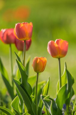 Bir bahar bahçesinde büyüyen kırmızı ve sarı laleler beautifl. Güneşli günde bahar çiçekleri.