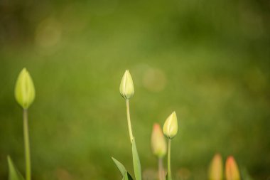 Yeşil, bir bahar bahçesinde kapalı lale tomurcukları. Gölgede yetişen bahar çiçekleri.