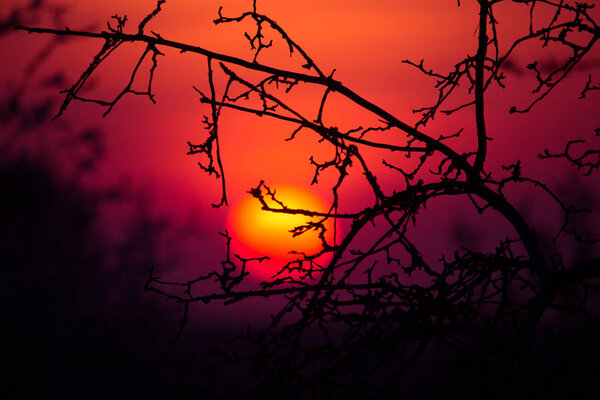 A beautiful, blazing sunset through the tree branches. Spring sunset.