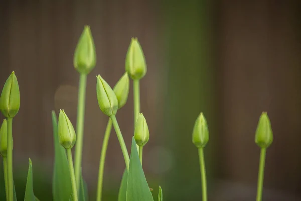 Brotes Tulipán Verdes Cerrados Jardín Primavera Flores Primavera Creciendo Sombra —  Fotos de Stock
