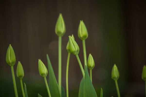 Yeşil Bir Bahar Bahçesinde Kapalı Lale Tomurcukları Gölgede Yetişen Bahar — Stok fotoğraf