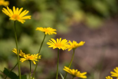 Bir bahar bahçesinde büyüyen güzel sarı papatyalar. Küçük bir güneş gibi sarı bahar çiçekleri.