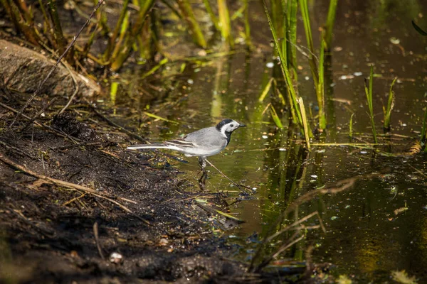 Eine Schöne Bachstelze Die Schlamm Des Teichufers Steht Vögel Trinken — Stockfoto
