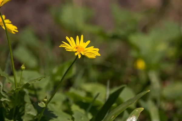 美丽的黄色雏菊生长在春天的花园里 黄色的春天的花朵像小太阳 — 图库照片