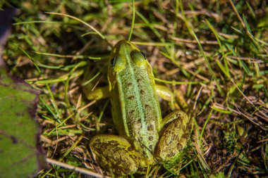 Güzel bir ortak yeşil su kurbağası orman gölet doğal bir habitat güneşlenme keyfini çıkarın. Yabani amfibi.