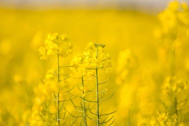 Güzel, canlı sarı kolza çiçekleri alanında. Kuzey Avrupa'nın bahar manzarası.
