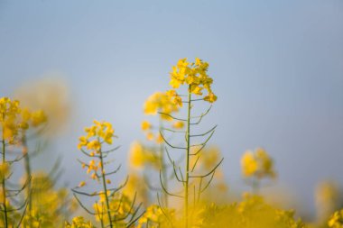 Güzel, canlı sarı kolza çiçekleri alanında. Kuzey Avrupa'nın bahar manzarası.
