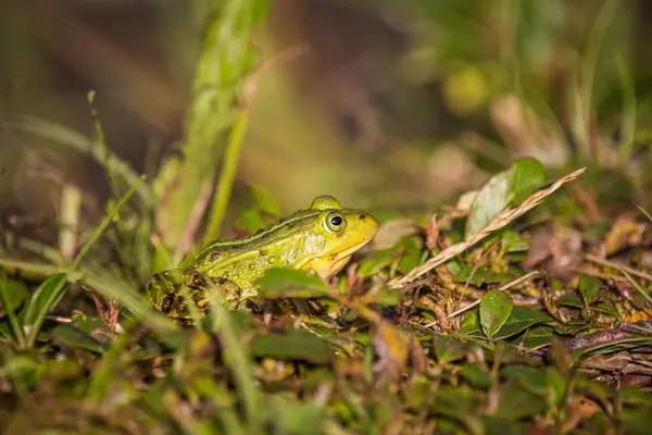 Une Belle Grenouille Eau Verte Profitant Bain Soleil Dans Habitat — Photo