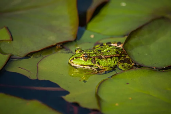 Een Prachtige Gemeenschappelijke Groene Water Kikker Genieten Van Zonnebaden Een — Stockfoto