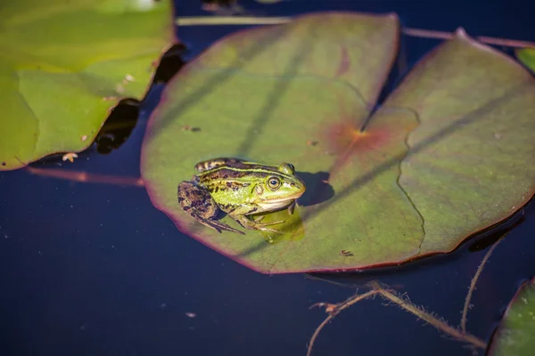 Beautiful Common Green Water Frog Enjoying Sunbathing Natural Habitat Forest — Stock Photo, Image