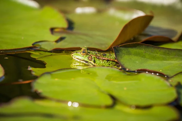 Uma Bela Água Verde Comum Desfrutando Banhos Sol Habitat Natural — Fotografia de Stock