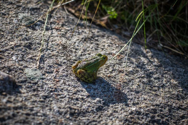 Krásná Společná Zelená Vodní Žabka Která Užívá Slunění Přírodním Habitatu — Stock fotografie