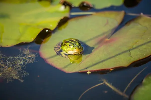 Güzel Bir Ortak Yeşil Kurbağası Orman Gölet Doğal Bir Habitat — Stok fotoğraf