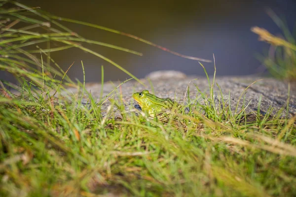 森の池の自然の生息地で日光浴を楽しむ美しい一般的な緑の水カエル 野生の両生類 — ストック写真