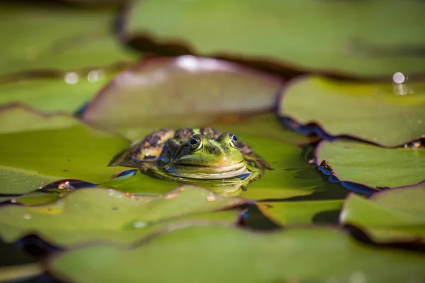 Een Prachtige Gemeenschappelijke Groene Water Kikker Genieten Van Zonnebaden Een — Stockfoto