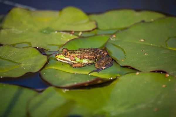 Une Belle Grenouille Eau Verte Profitant Bain Soleil Dans Habitat — Photo