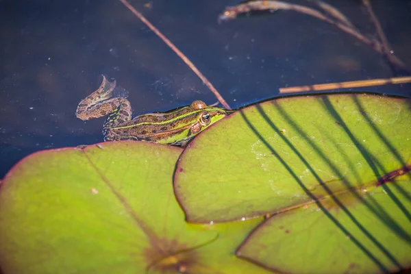 一只美丽的绿色水蛙在森林池塘的自然栖息地享受日光浴 野生两栖动物 — 图库照片