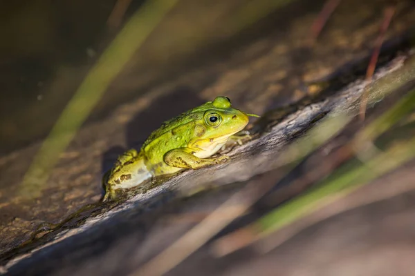 Krásná Společná Zelená Vodní Žabka Která Užívá Slunění Přírodním Habitatu — Stock fotografie