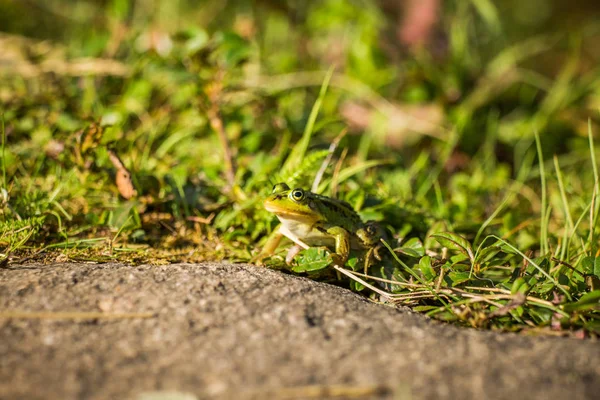 Beautiful Common Green Water Frog Enjoying Sunbathing Natural Habitat Forest — Stock Photo, Image