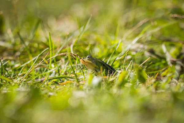 Beautiful Common Green Water Frog Enjoying Sunbathing Natural Habitat Forest — стоковое фото